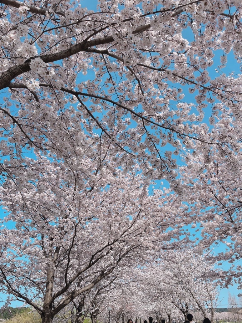복마니찐빵집 이미지