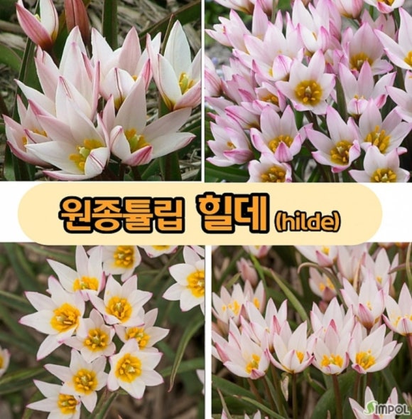 브라이트잼 이미지