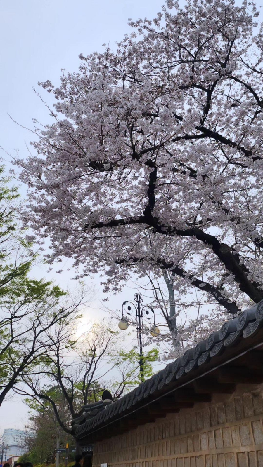꽃조아 이미지