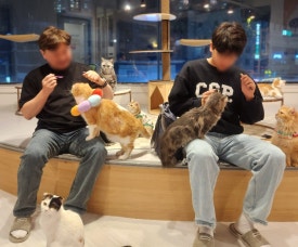 아가마미고양이카페 이미지