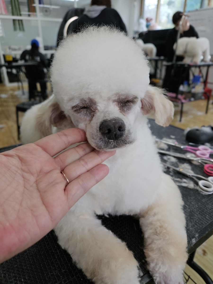 시흥탑애견미용학원 이미지