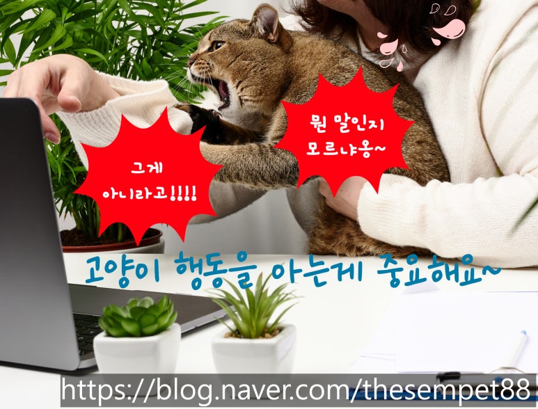 냥이커뮤니케이션 이미지