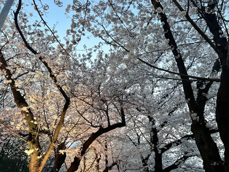 큐큐치킨 이미지