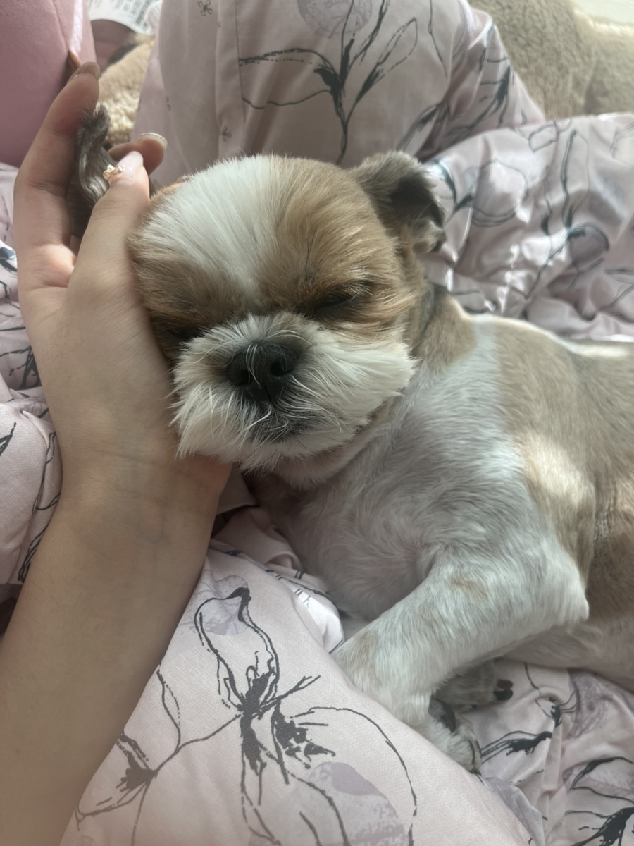 덕평찹쌀꽈배기 이미지
