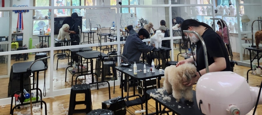 시흥탑애견미용학원 이미지