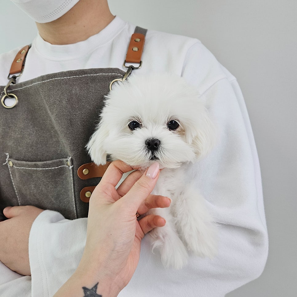 마르페인 이미지