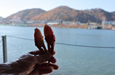 강구시장식당 이미지