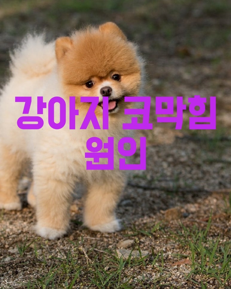 강아지 코막힘 원인