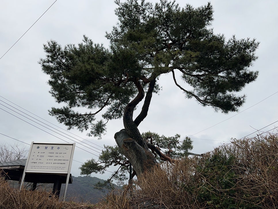 기대염소탕 이미지