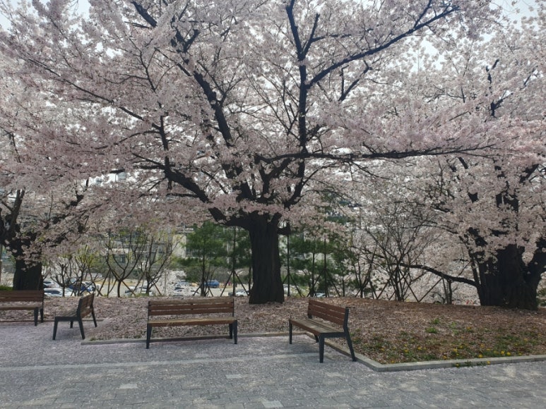 용송쿠키 이미지