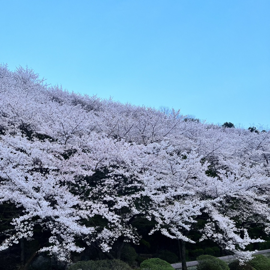돈다발대패삼겹 이미지