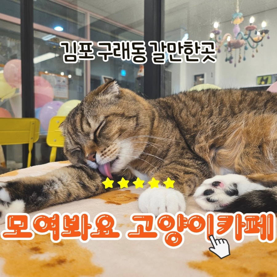 모여봐요 고양이카페 이미지