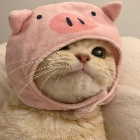핑크돼지 이미지