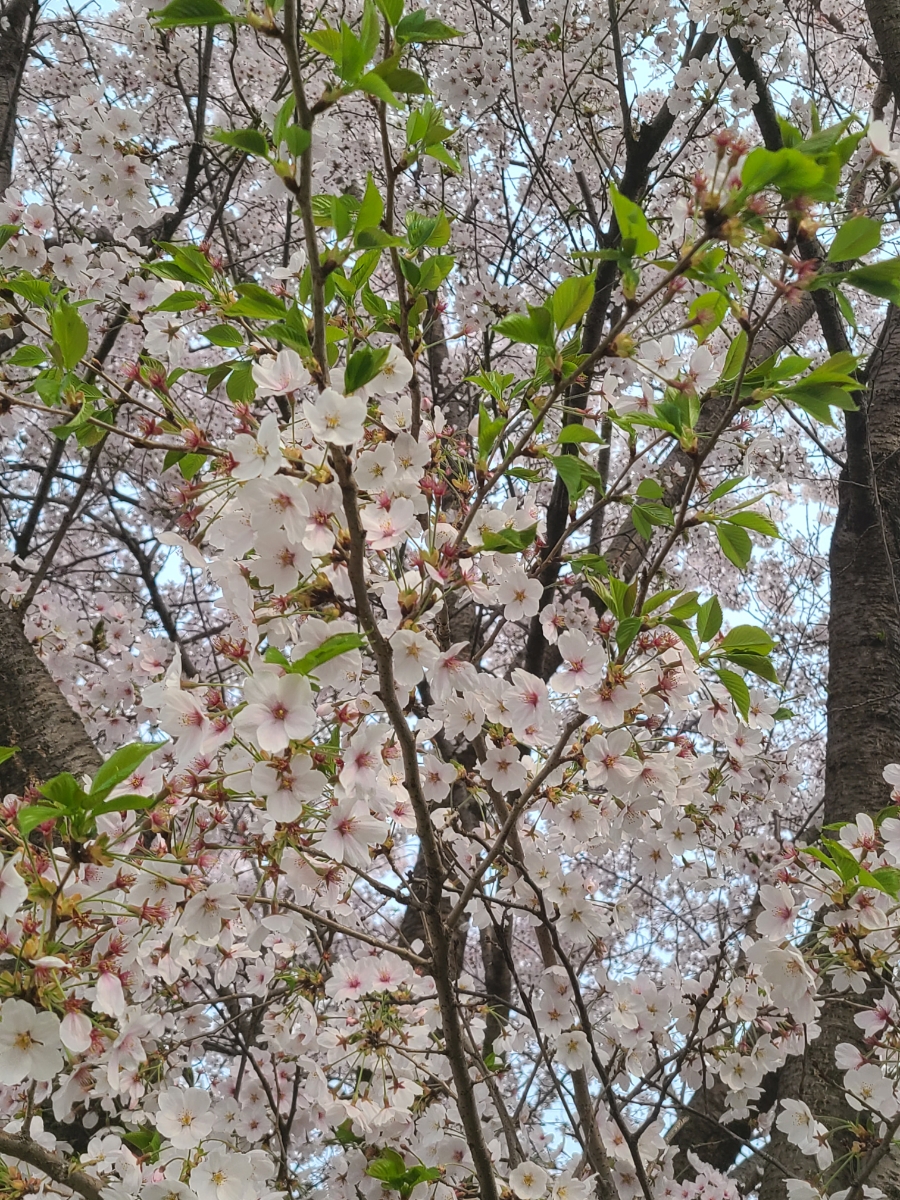 카페누리다 이미지