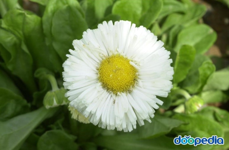 데이지(daisy) 이미지