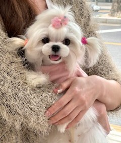 뽀그리미용실 이미지