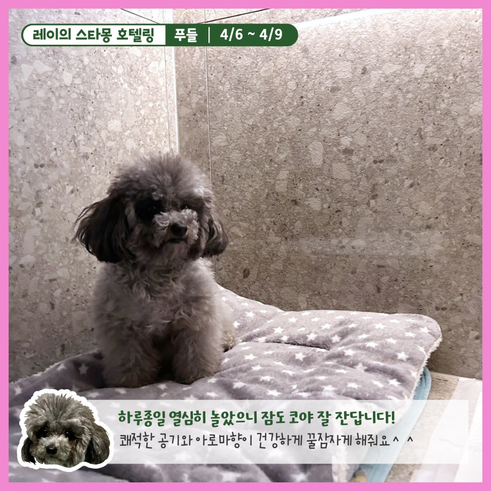 서울 푸들 호텔링: 스타몽 3박 4일 호캉스 후기 — 사진 10