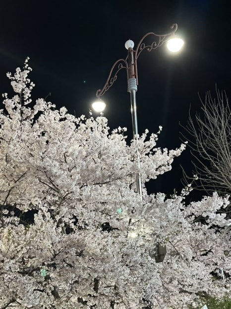 1982냉삼집 이미지