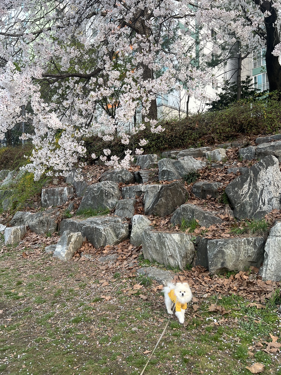 바쿠미 이미지