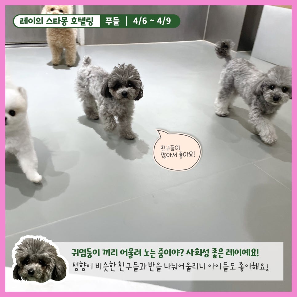 서울 푸들 호텔링: 스타몽 3박 4일 호캉스 후기 — 사진 6