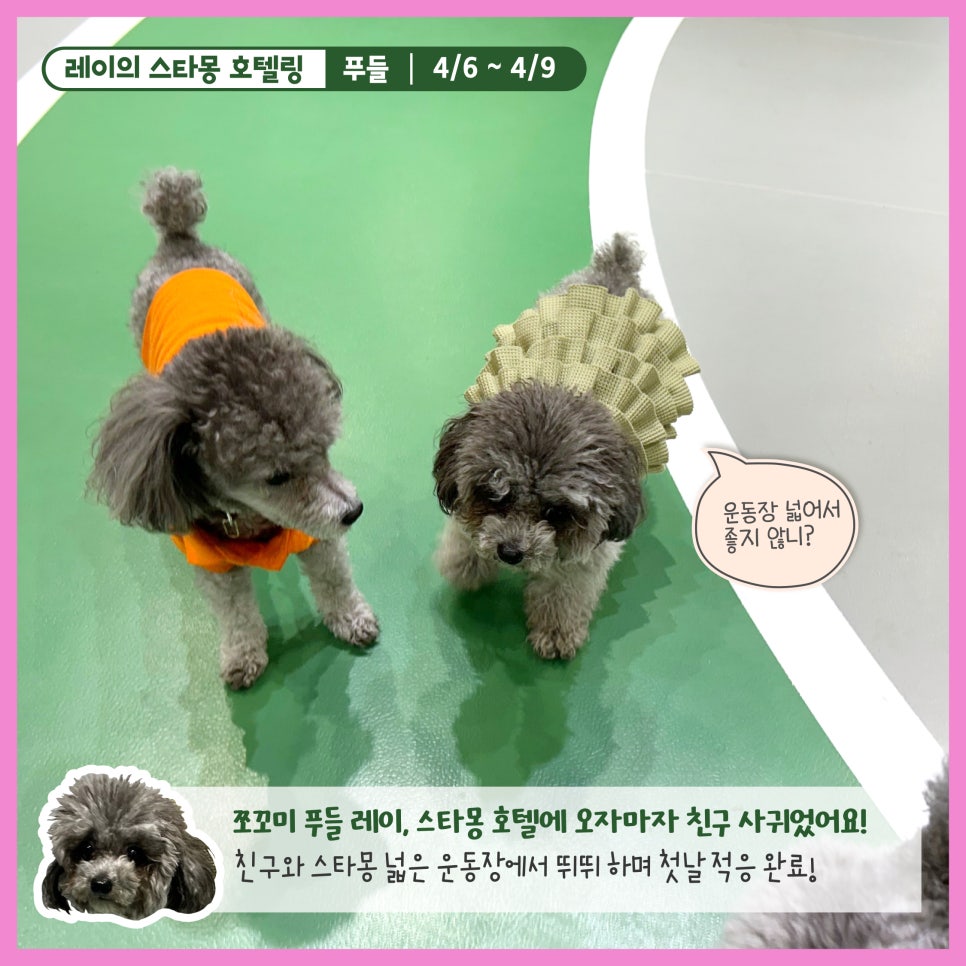 서울 푸들 호텔링: 스타몽 3박 4일 호캉스 후기 — 사진 2
