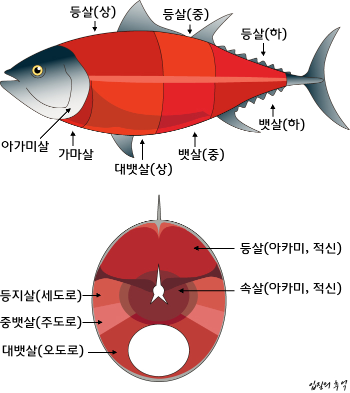 이어도참치 이미지