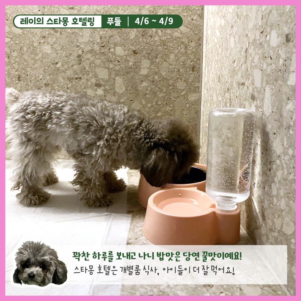 서울 푸들 호텔링: 스타몽 3박 4일 호캉스 후기 — 사진 9