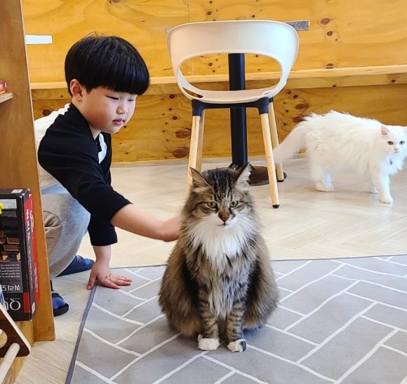 고양이별캣카페 이미지