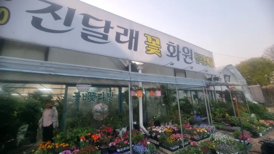 진달래꽃화원 이미지