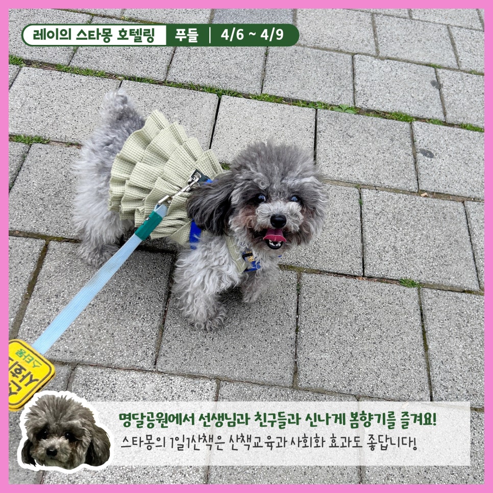 서울 푸들 호텔링: 스타몽 3박 4일 호캉스 후기 — 사진 3