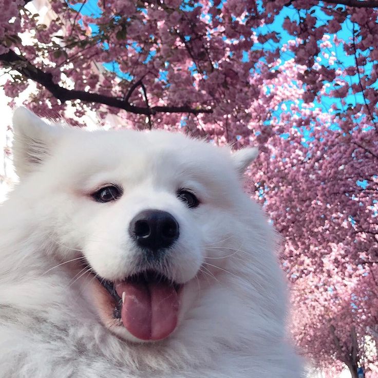 벚꽃사진관 이미지