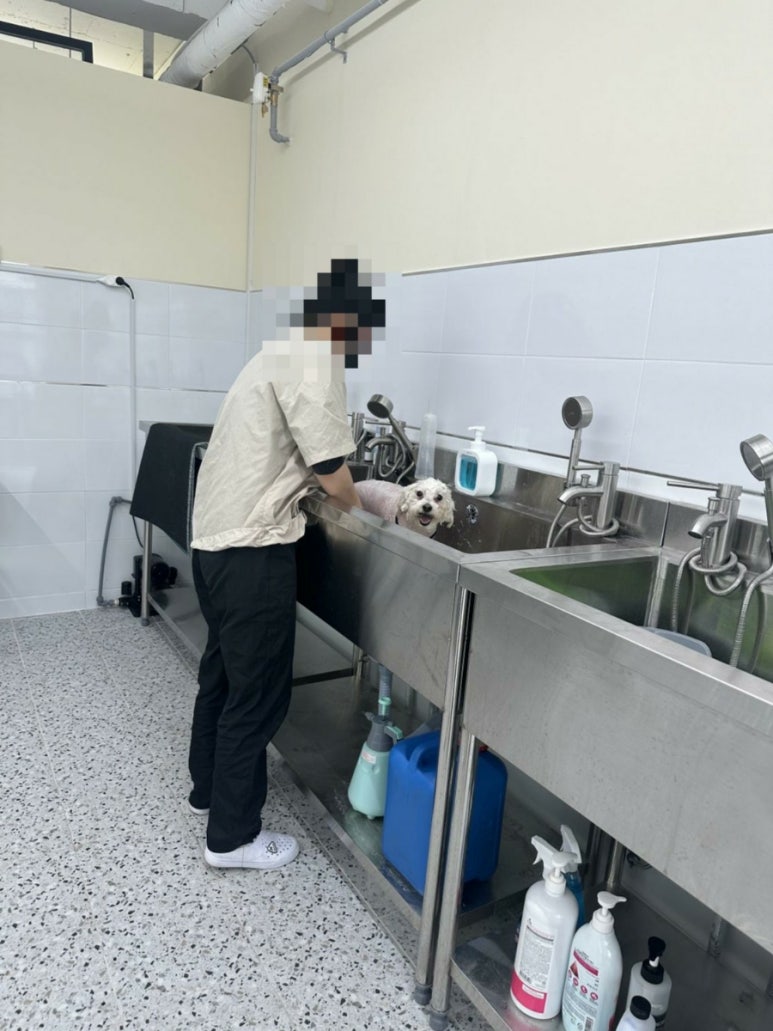 김지순애견미용학원 이미지