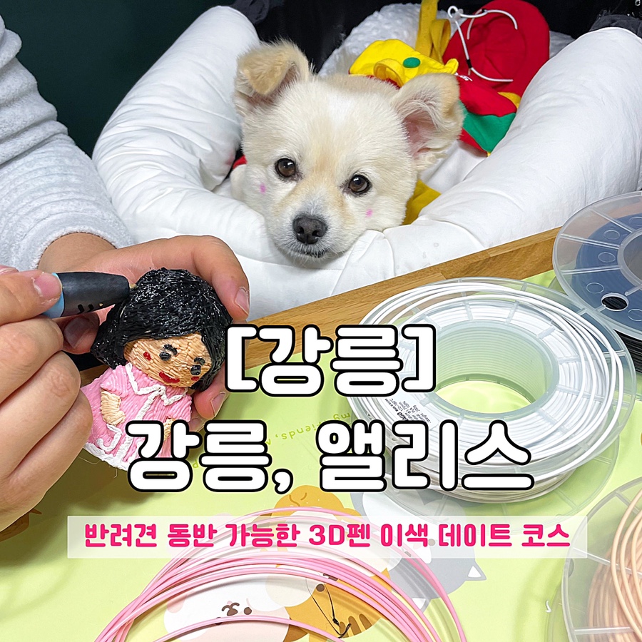 강릉;앨리스 이미지