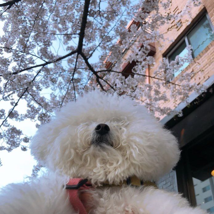벚꽃사진관 이미지
