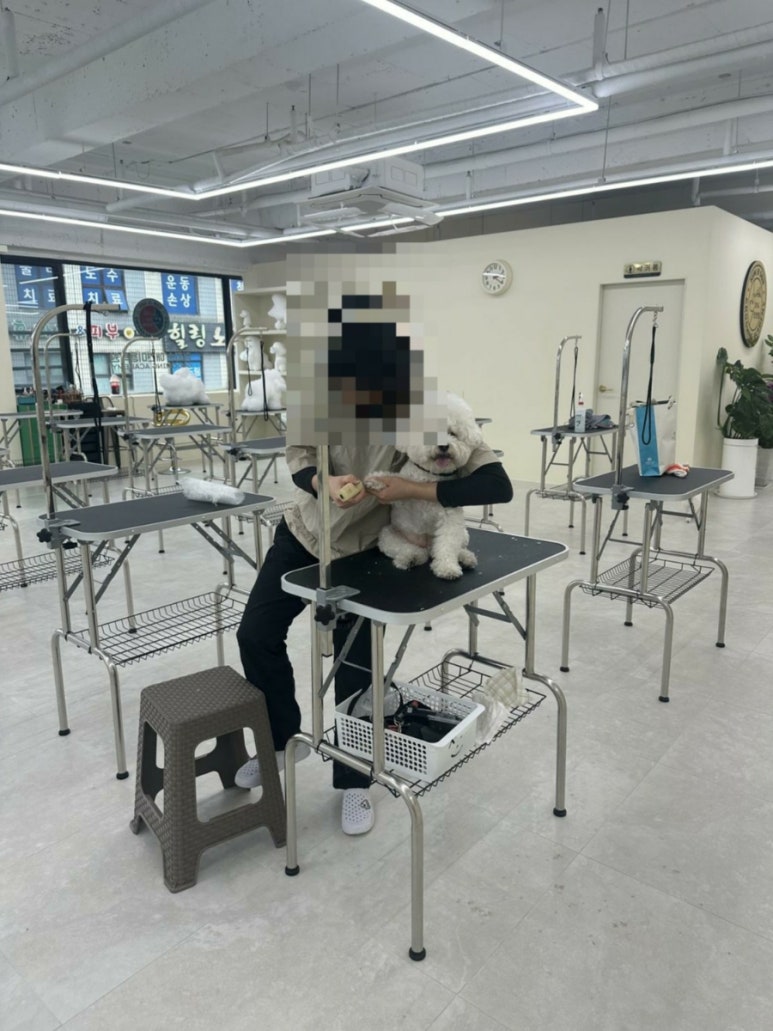 김지순애견미용학원 이미지