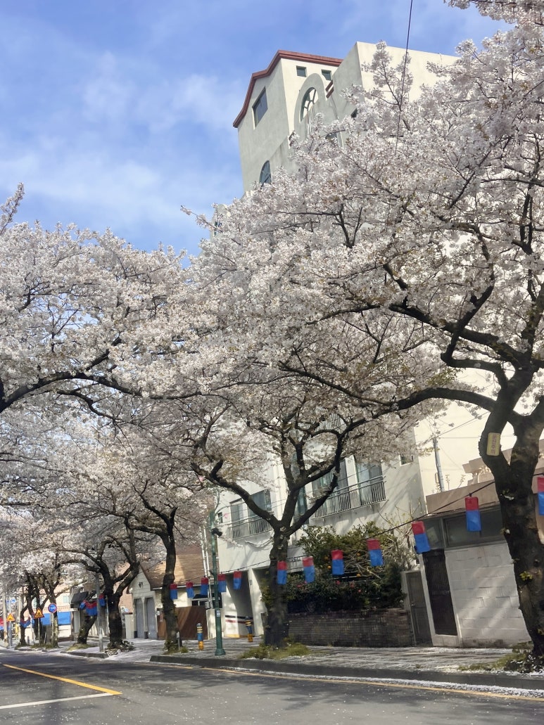 원이조 이미지