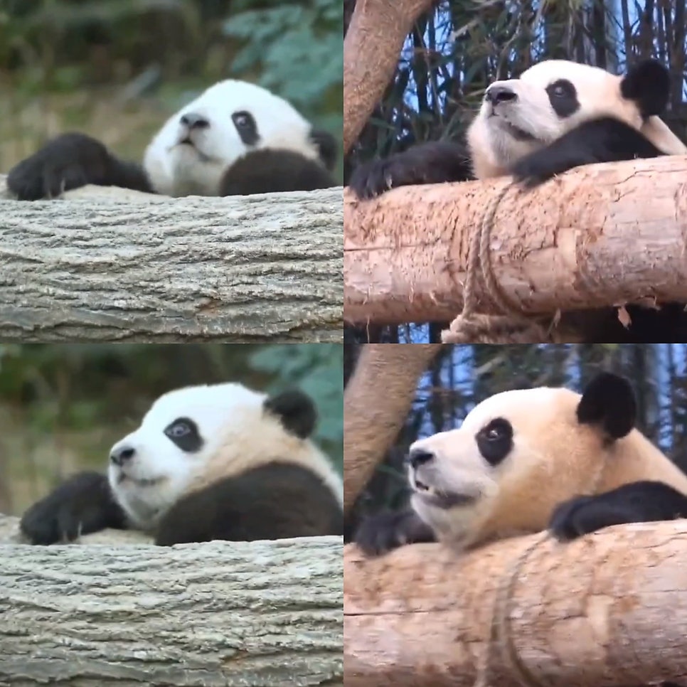 양키스카페 이미지