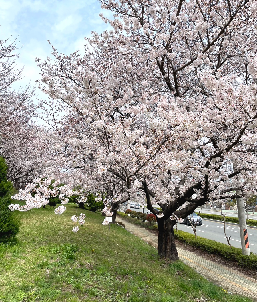 낙동장터 이미지