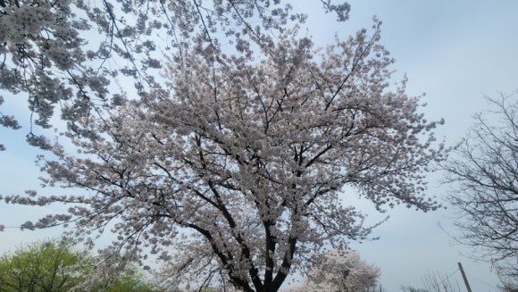 LAFORESTA(라포레스타) 이미지