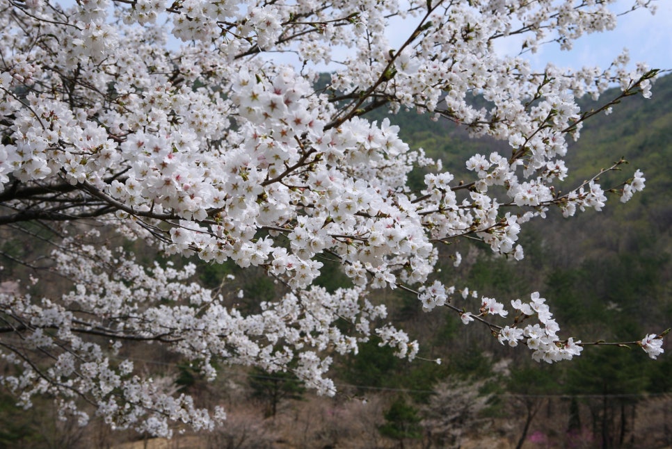 자진뱅이산벚꽃 이미지