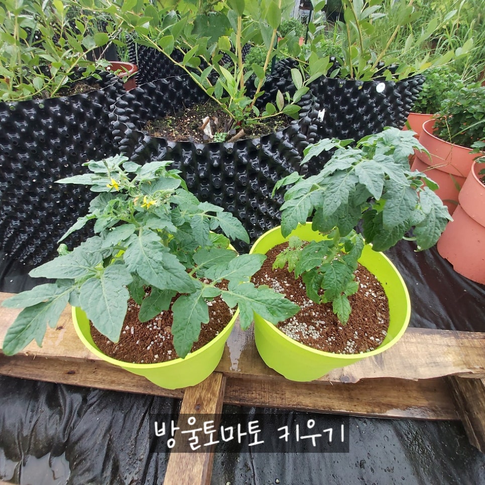 동탄화분팜 이미지