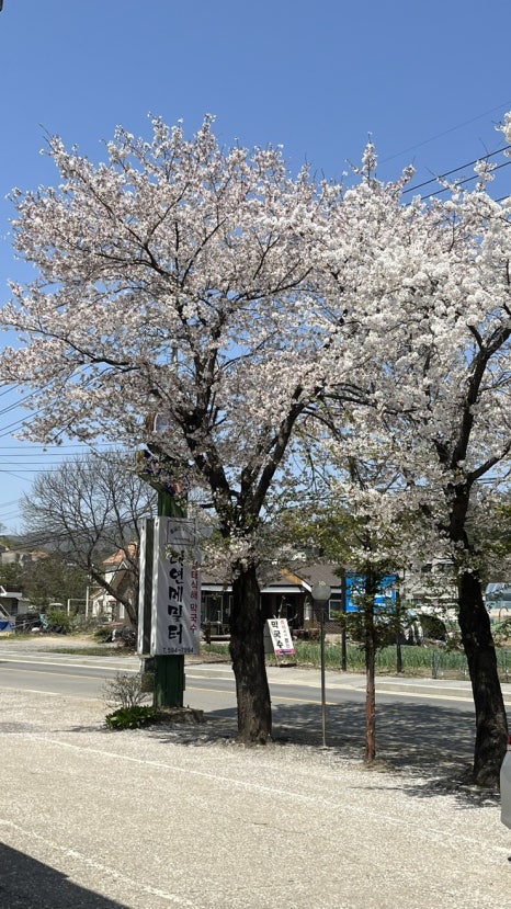 메밀터막국수 이미지