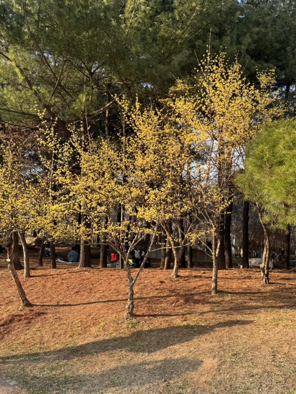 럭키구제샵 이미지