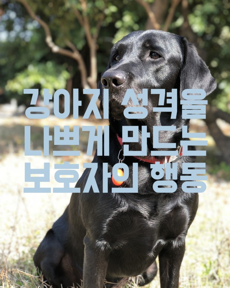 강아지 성격을 나쁘게 만드는 보호자의 행동