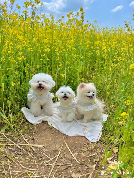 디디바스켓 이미지