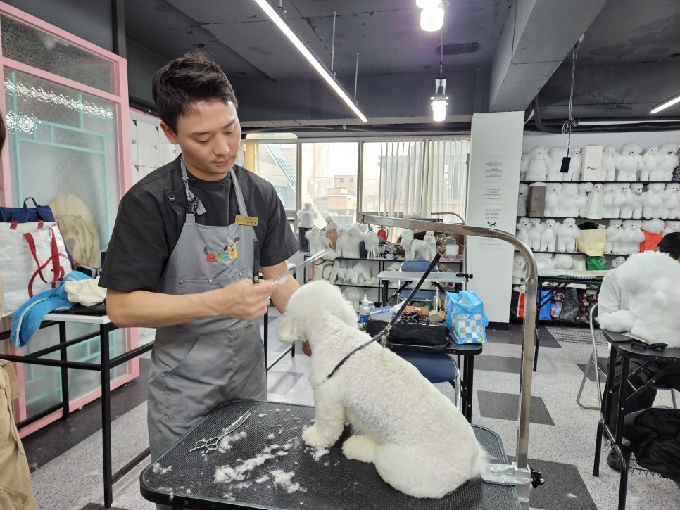 대전애견미용학원 이미지