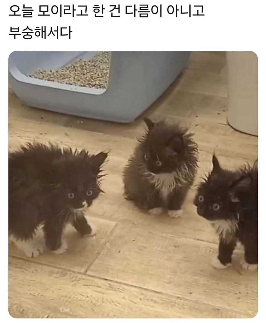 후룹로스터스 이미지