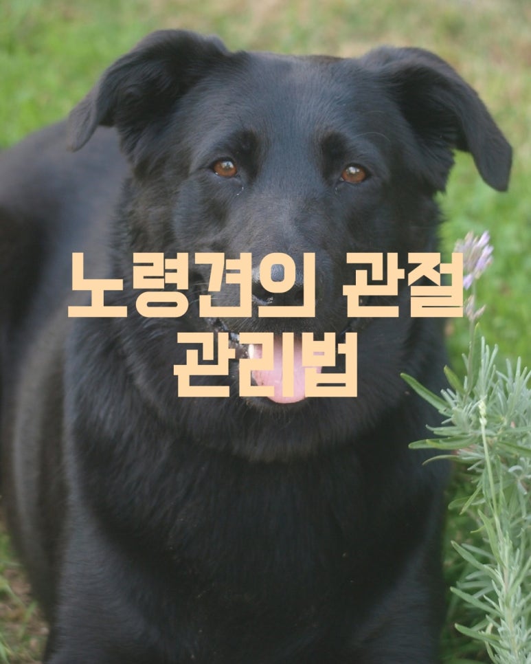 노령견의 관절 관리법