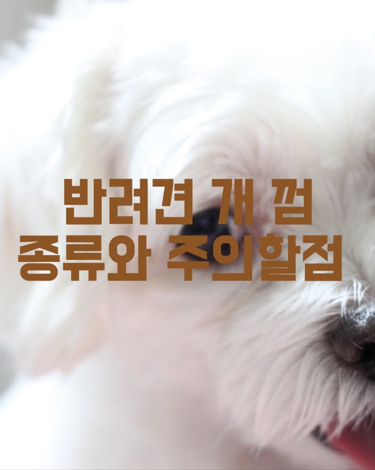 반려견 개 껌의 종류와 주의할 점