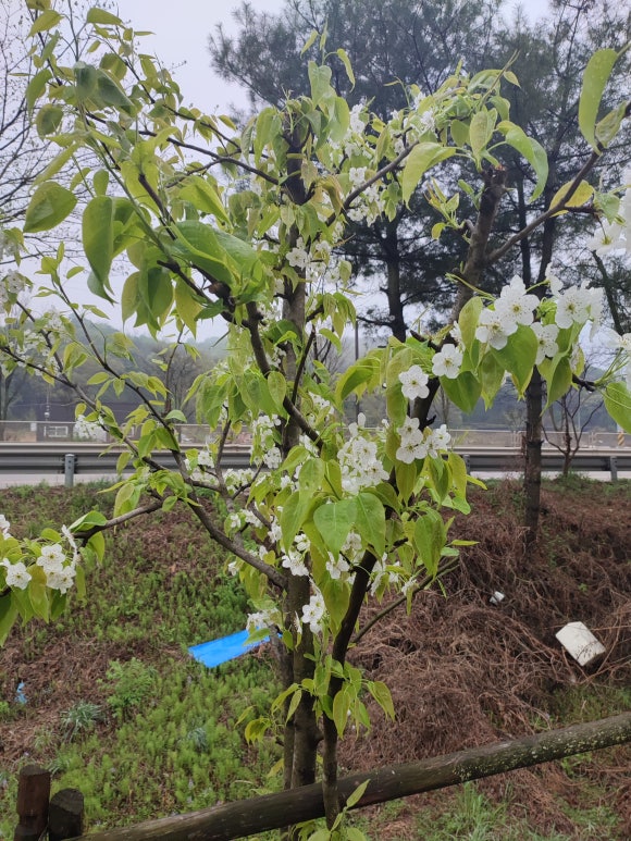 마린보리 이미지